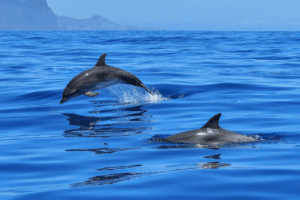 Golfinhos no sado